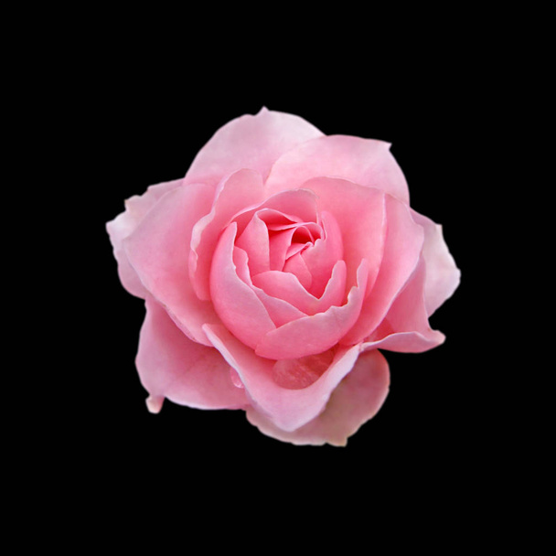 Hermosa rosa rosa aislada sobre un fondo negro
 - Foto, Imagen