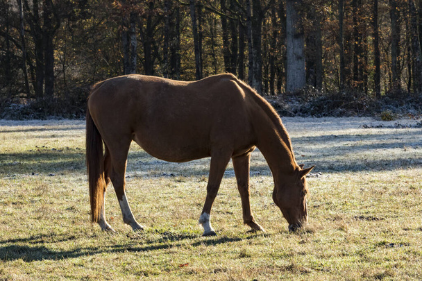 Horse - Foto, afbeelding