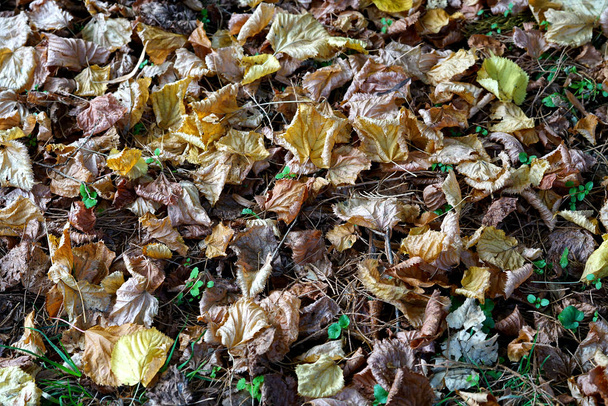 Teppich aus Herbstblättern auf einer Rasenfläche - Foto, Bild