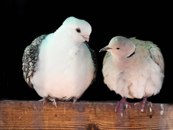 Dwa białe gołębie spoglądające na siebie - Zdjęcie, obraz