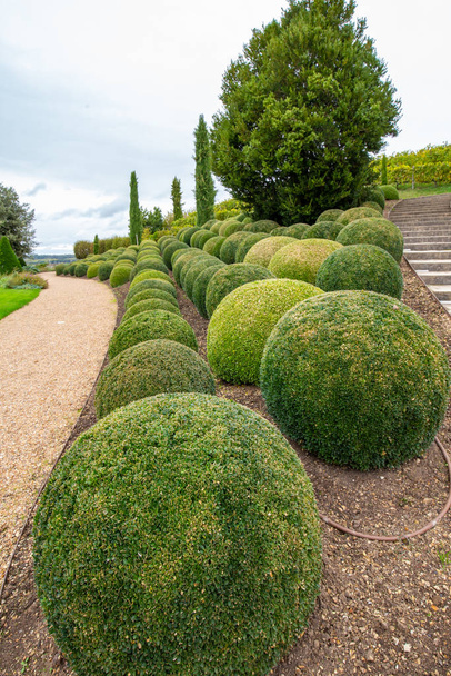 Jardín con pelotas de boj
 - Foto, Imagen
