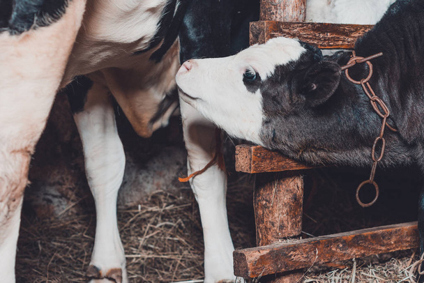 Un becerro negro y uno pequeño están en un cobertizo atado cerca de una vaca
. - Foto, imagen