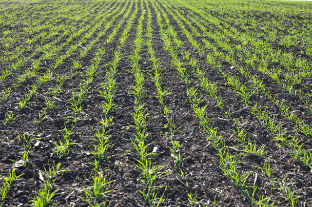 Winter wheat sowings - Photo, Image