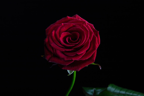 red rose on a black background - Foto, imagen