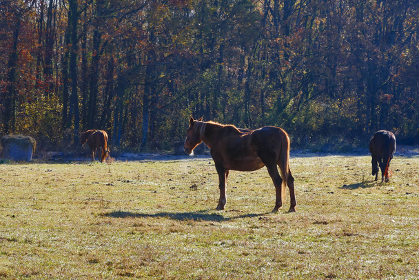 Horse - Foto, afbeelding