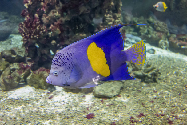 halfmoon angelfish - Photo, Image