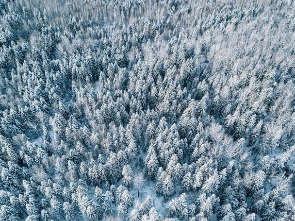 フィンランドの雪に覆われた木と冬の森の風景の空中ビュー - 写真・画像