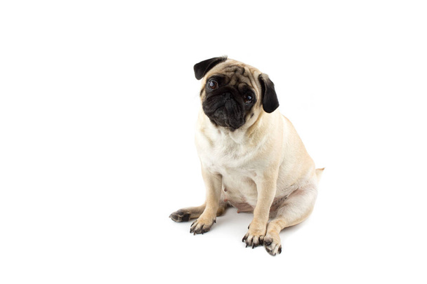 Cute pug dog looking innocent. Very sad dog isolated on white - Foto, Imagen
