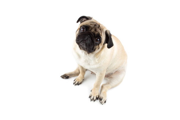 Cute pug dog looking innocent. Very sad dog isolated on white - Foto, immagini