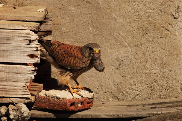 Обыкновенный пустельга (Falco tttunculus) с мышью рядом с гнездом
. - Фото, изображение