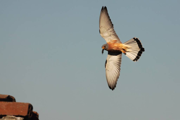 The lesser kestrel (Falco naumanni) flying over the roof with a death mouse in the beak. - Photo, Image