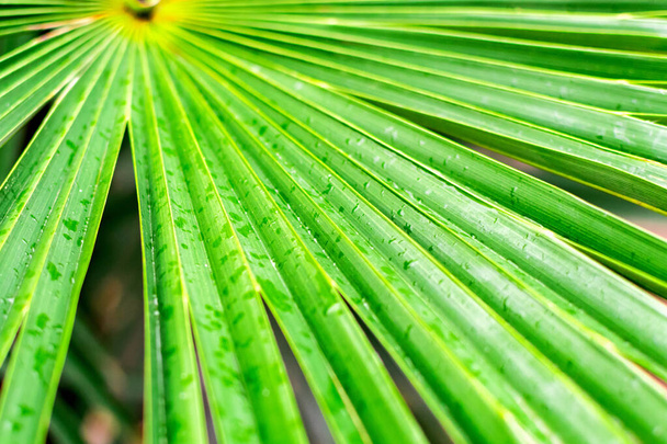 Large tropical green wet leaf of a palm tree branch after rain closeup in the jungle, background texture with lines with copy space. - Foto, imagen