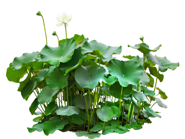 Зеленые листья лотоса в пруду изолированы на белом фоне
 - Фото, изображение
