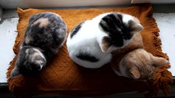 Trzy kociaki spoczywają na starym parapecie z ciepłym kocem - Materiał filmowy, wideo