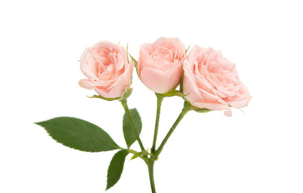 piccole rose isolate
  - Foto, immagini