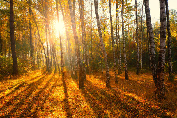 zonlicht in herfstbos - Foto, afbeelding