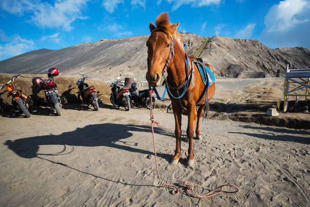 Pferd für Touristen zu vermieten am Mount Bromo Vulkane - Foto, Bild