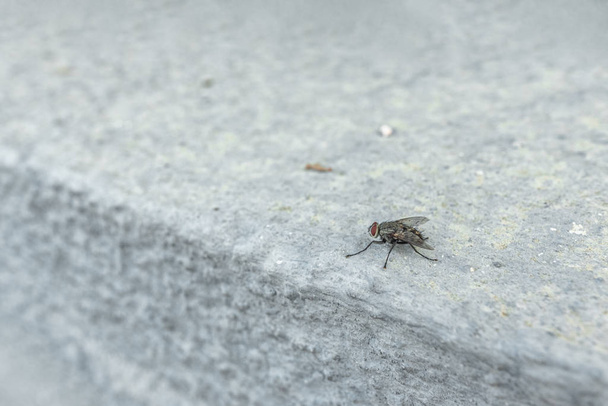 The macrophoto of a black domestic fly on a light surface - Fotografie, Obrázek