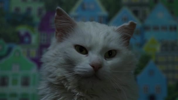 biały kot ziewa po śnie i zaczyna bawić się w ciemnej sypialni w domu - Materiał filmowy, wideo