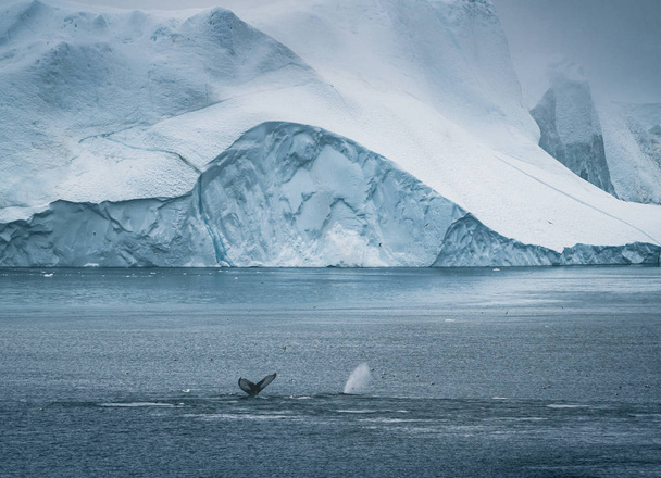 3 Humpback Whale dive near Ilulissat among icebergs. Their source is by the Jakobshavn glacier. The source of icebergs is a global warming and catastrophic thawing of ice, Disko Bay, Greenland - Фото, изображение