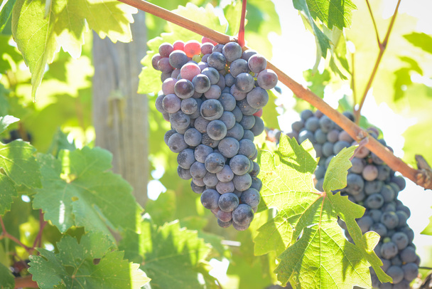 Red Grapes on the Vine - 写真・画像