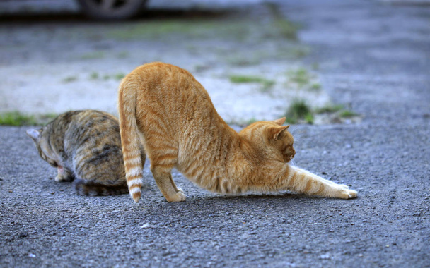 Muotokuva pörröinen villi kissa - Valokuva, kuva