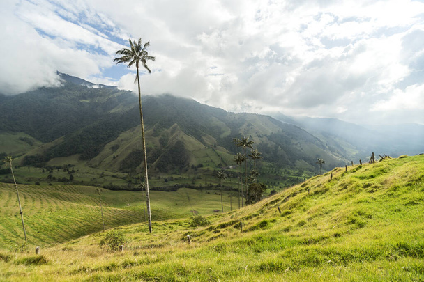 Vistas panorâmicas do Vale do Cocora em Salento, Quindio, Colômbia
. - Foto, Imagem