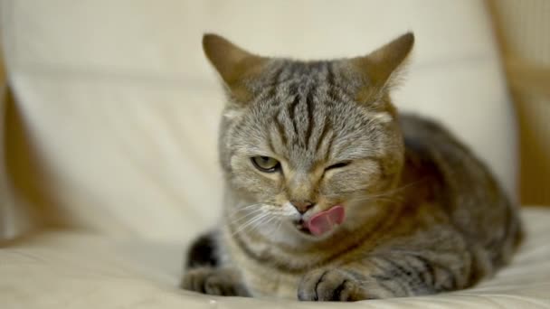 Een kattenkop van Brits ras likt zijn gezicht met zijn tong. Langzame beweging - Video