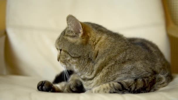 British cat falls asleep on an armchair. Slow motion - Filmati, video