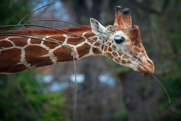 long neck giraffe with twigs - Photo, Image