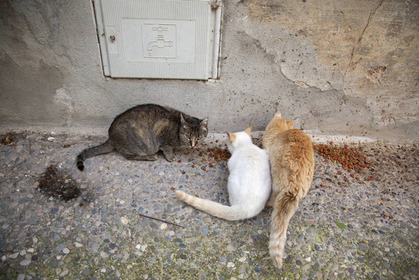 Kissat hylätty katu
 - Valokuva, kuva