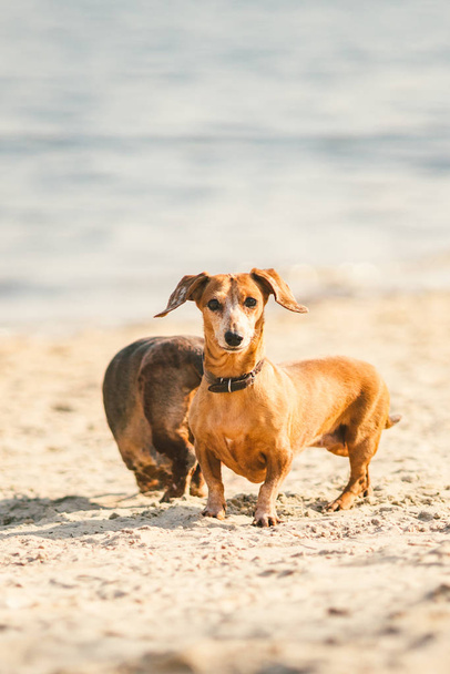 dos dachshund jugar en la playa. dos perros pequeños jugando juntos al aire libre. Dachshunds dos perros del río. Dos perros Dachshund jugando
 - Foto, imagen