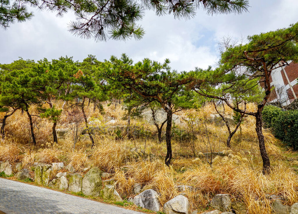 Mladé borovice na skalnatém pahorku, zažloutlá suchá tráva. Korea, Soul. - Fotografie, Obrázek