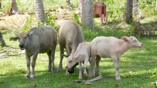 Rodzina bawołów wśród zielonej roślinności. Duże dobrze utrzymane byki wypasane w zieleni, typowy krajobraz plantacji palm kokosowych w Tajlandii. Koncepcja rolnictwa, tradycyjne zwierzęta gospodarskie w Azji - Materiał filmowy, wideo