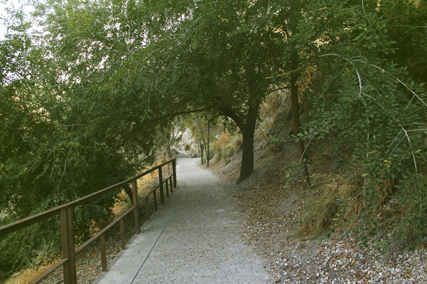 Camino de cubierta de árbol verde
 - Foto, Imagen