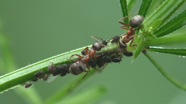 Ants on green branch graze on colony of aphids. Green Aphids pests. View macro in wildlife - Footage, Video