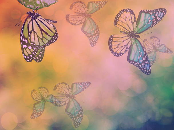 Natürlicher Hintergrund mit Schmetterling - Foto, Bild