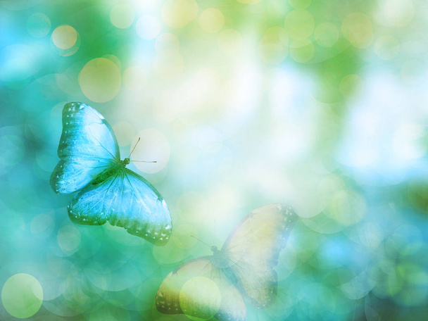 Fondo naturale con farfalla - Foto, immagini