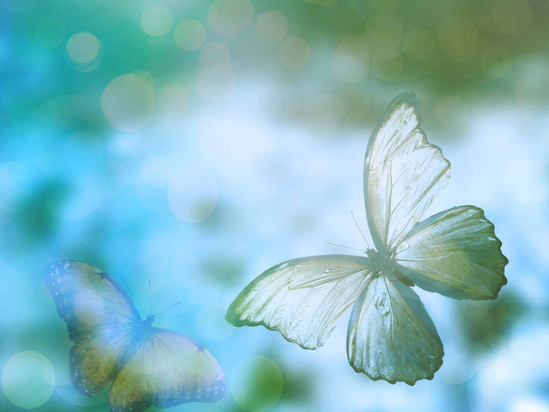 Přírodní pozadí s motýlem - Fotografie, Obrázek