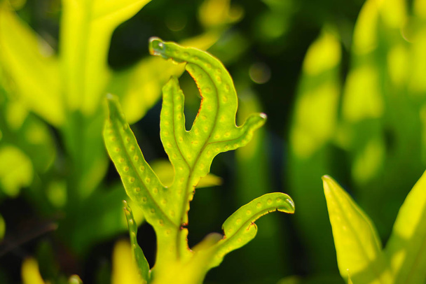 Fymatosorus scolopendria is een varen uit de familie van de varens ("Polypodiaceae"). - Foto, afbeelding