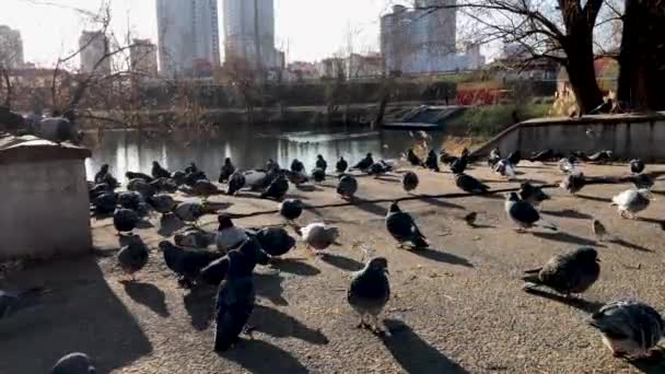 Uno stormo di piccioni passeggia nel parco vicino al lago
 - Filmati, video
