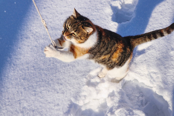 Gato doméstico está saltando para su feliz, cuerda juguetona. Felis catus salpica en la nieve. Juegos de enero. Rebozar en el jardín de nieve. Hermoso día de enero
 - Foto, imagen