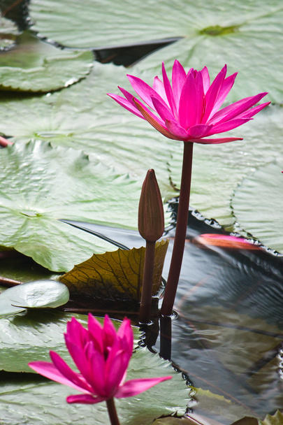 Pink water lily with leafs as background over water - Photo, Image