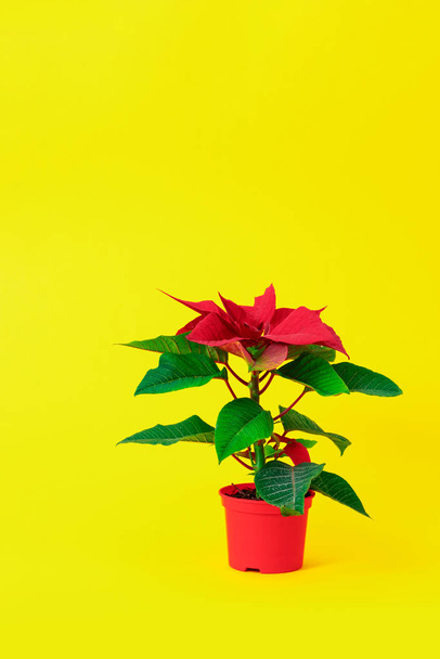 red poinsettia yellow background green leaves vase pot bush plant - Foto, afbeelding