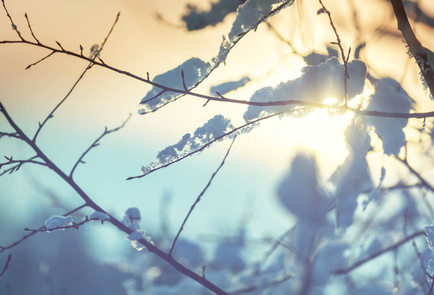 Malebný zasněžený les v zimě - Fotografie, Obrázek