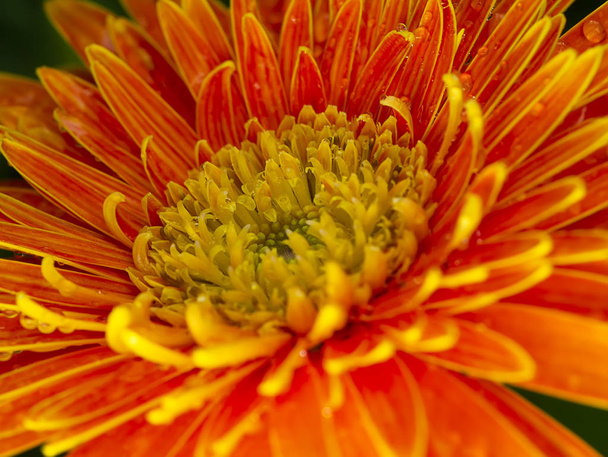 Close up petals of orange gerbera flower background. - Photo, image