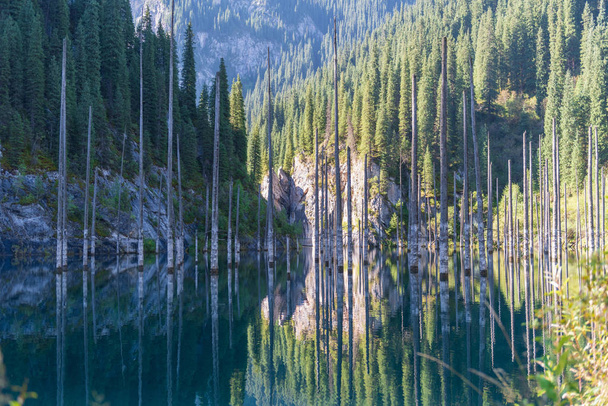 カインディ湖-カザフスタンの山の湖 - 写真・画像