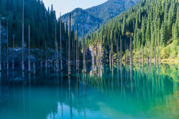 Kaindy järvi - vuoristojärvi Kazakstanissa
 - Valokuva, kuva