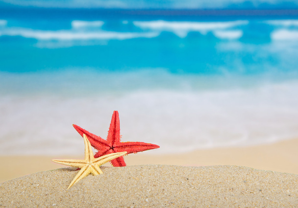 Starfishes on the beautiful sea coast - Fotó, kép