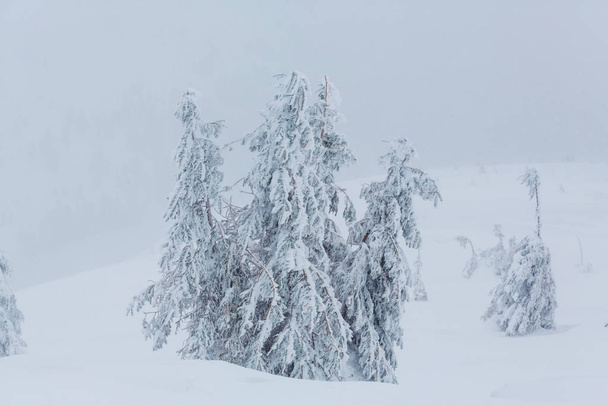 冬の森の雪に覆われた木 - 写真・画像